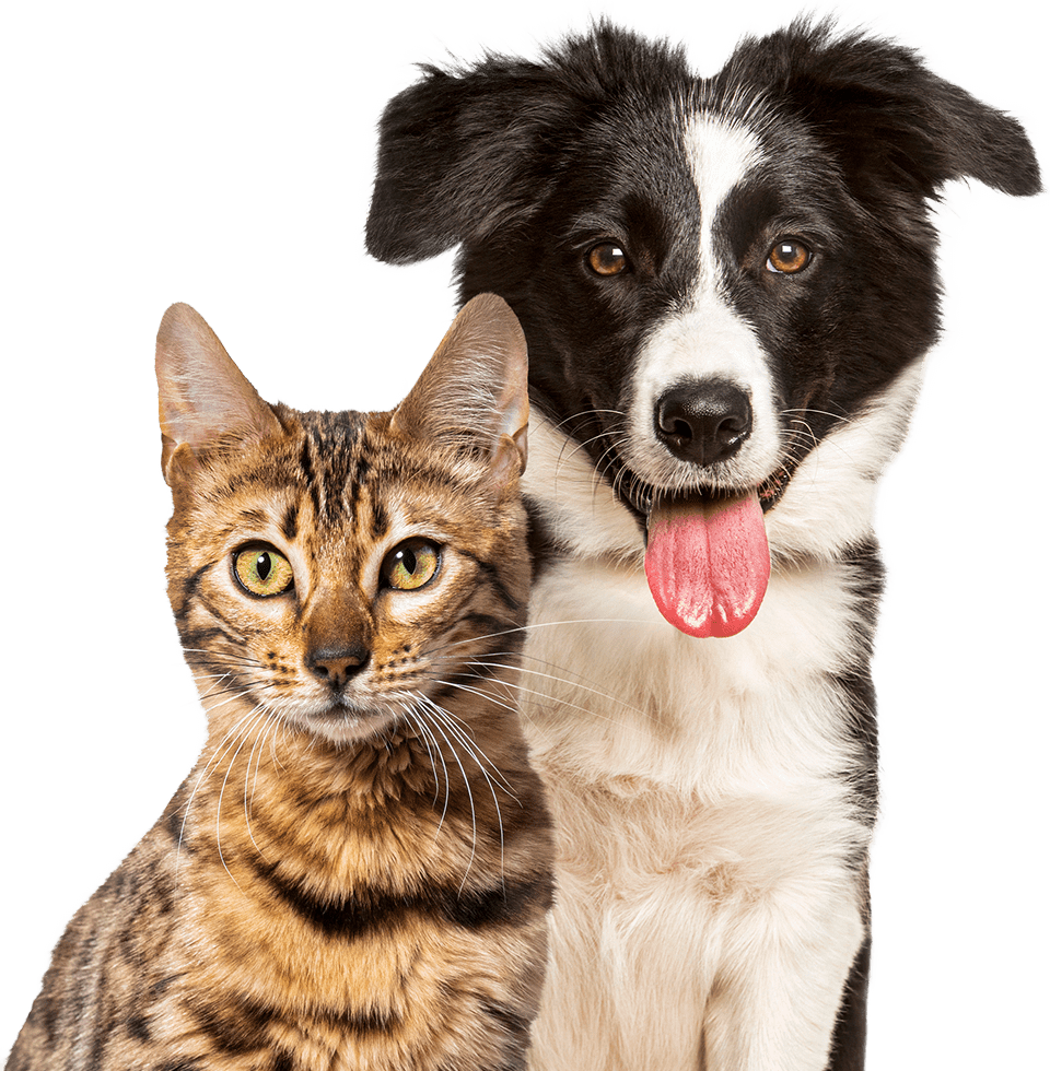 brown bengal cat and border collie dog with happy expression together