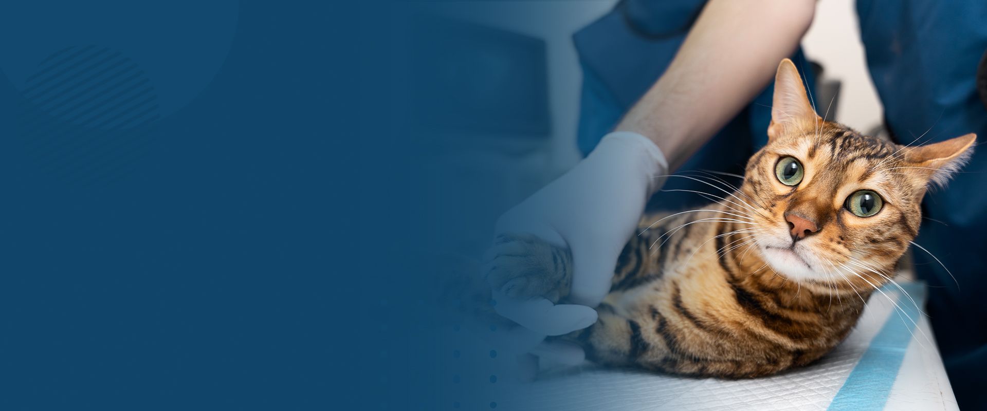 striped cat at the vet