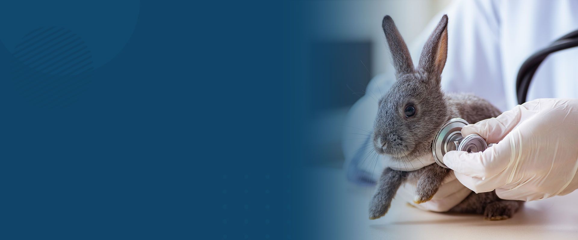 vet doctor checking up rabbit