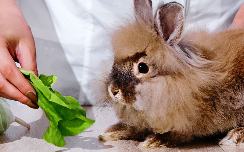 vet tech feeding a bunny