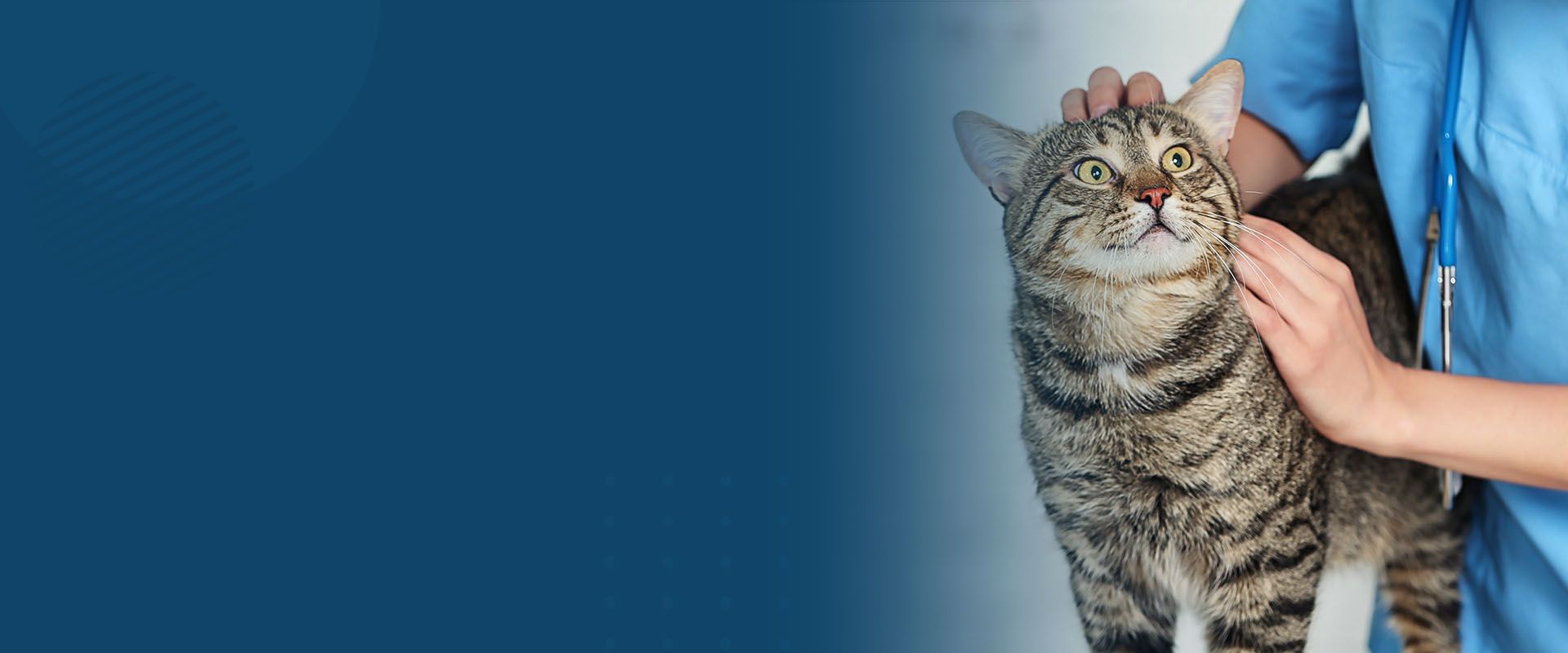 veterinarian examines a cat