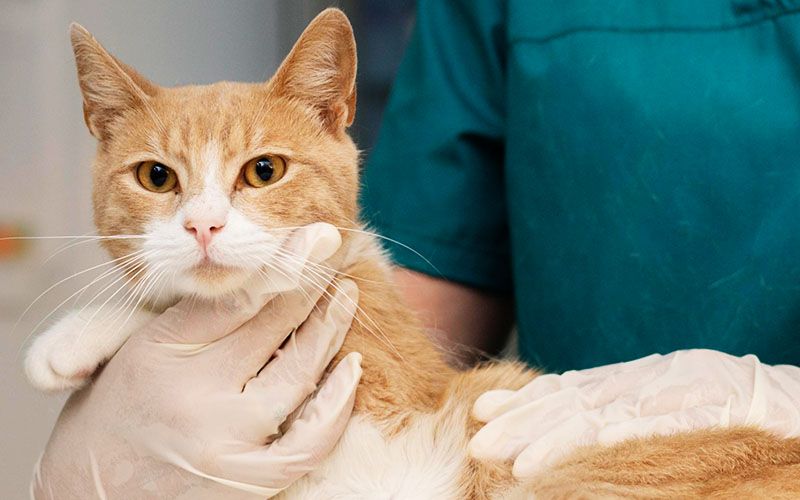 vet taking care of a cat